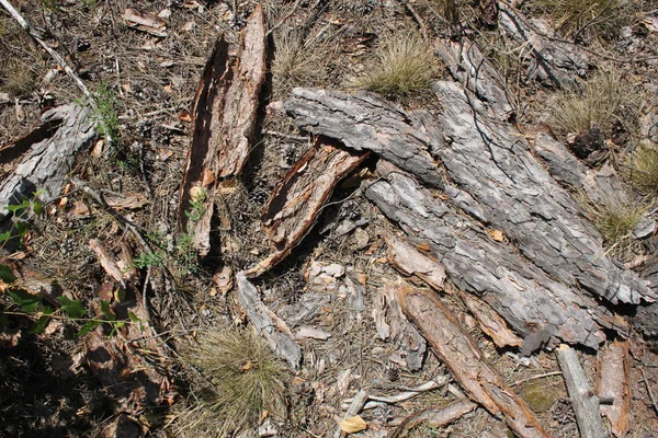 tree bark on a background of forest land texture wallpaper