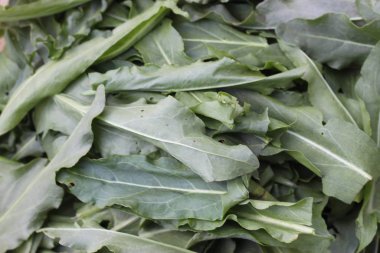 Yakın plan taze kuş yaprakları. yeşil arkaplan desenli duvar kağıdı