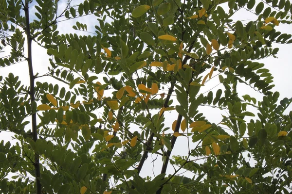 Hojas Acacia Verde Amarilla Contra Cielo Azul Claro —  Fotos de Stock