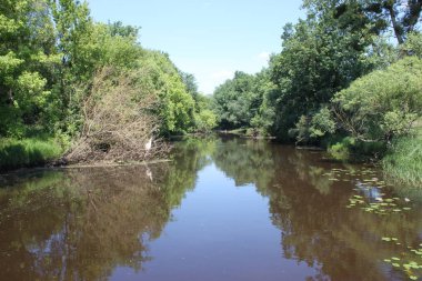 Yeşil Polonyalıların ormanındaki nehir.