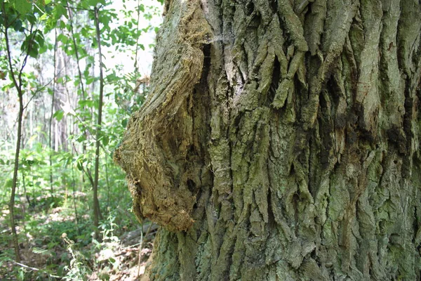 Φλοιό Δέντρου Στο Δάσος — Φωτογραφία Αρχείου