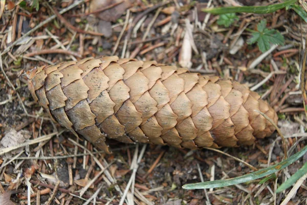 Fichtenzapfen Vor Dem Hintergrund Von Waldflächen — Stockfoto