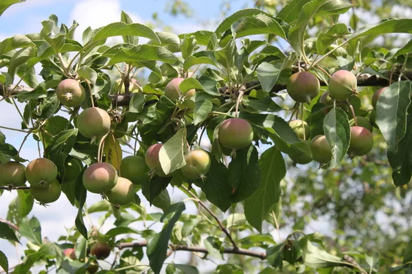 Jabłka Gałęzi Ogrodzie Wiosną — Zdjęcie stockowe