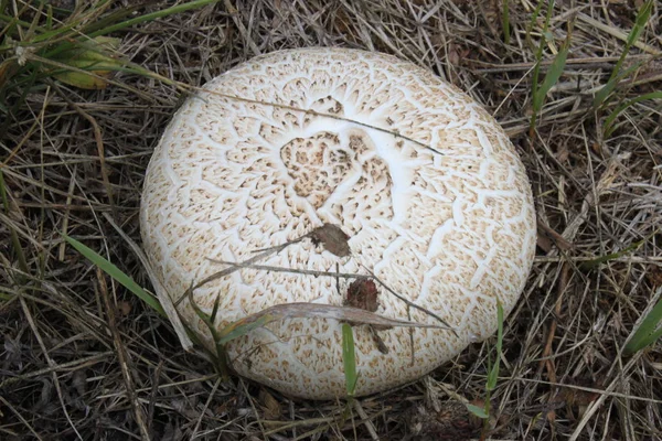 Mushroom Background Earth Close — Stock Photo, Image