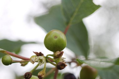 Yeşil kiraz dalı, aşağıdan yakın plan fotoğraf.