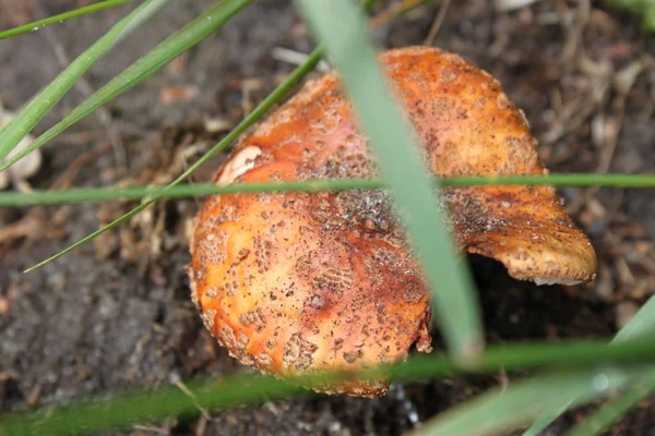 Dry mushroom fly agaric against the background of the earth clos — Stock Photo, Image