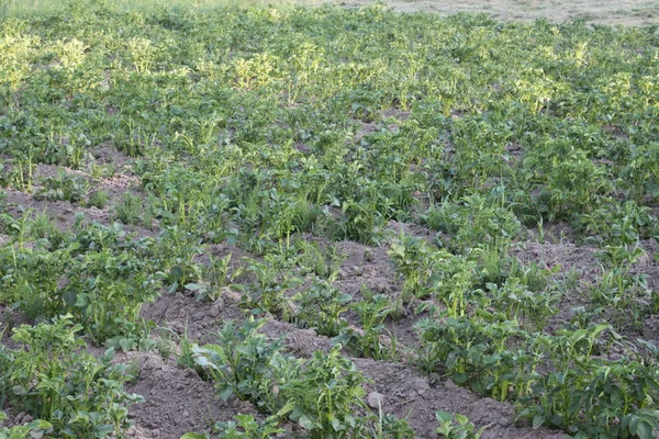 Potatisfält på senvåren i skuggan av träd — Stockfoto