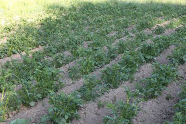 Baharın sonlarında ağaçların gölgesinde patates tarlası