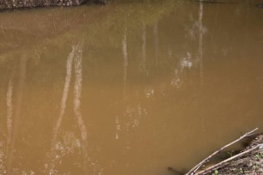 Yaban mersini çalılarının arasına gizlenmiş mantar..