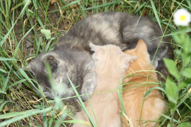 Anne kedi ve kedi yavruları, arka plan, duvar kağıdı.