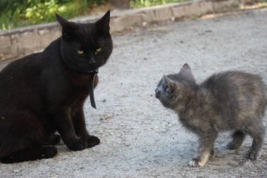 Büyük siyah kedi ve kedi bir araya geldi, arka plan