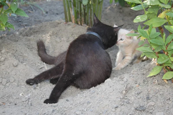 Big black cat and kitten met, background — Stock Photo, Image