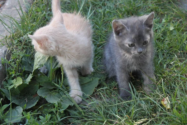 Pequenos gatinhos na grama, fundo . — Fotografia de Stock