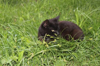 Güzel kediler, vahşi evcil hayvanlar