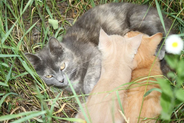 Schöne Katzen, Haustiere in freier Wildbahn — Stockfoto