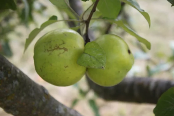 Zielone jabłka na gałęzi drzewa, tło, tapeta — Zdjęcie stockowe