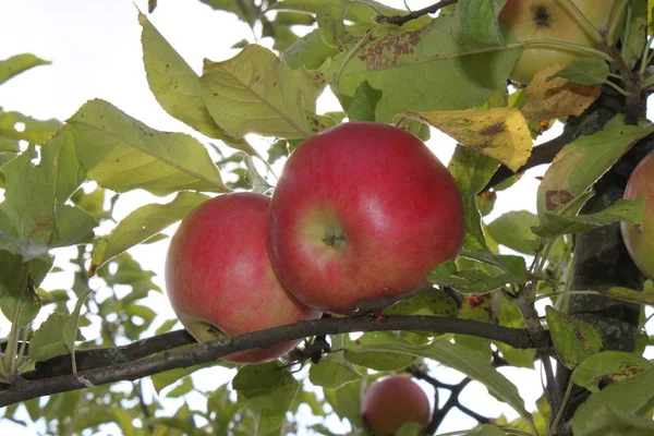 Czerwone, dojrzałe jabłka na gałęzi drzewa, tło, tapeta — Zdjęcie stockowe