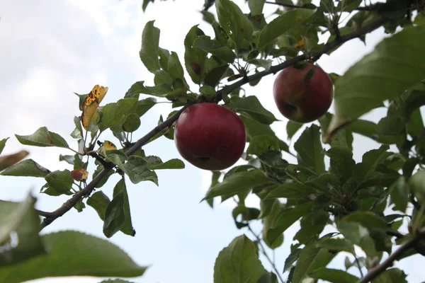 Czerwone, dojrzałe jabłka na gałęzi drzewa, tło, tapeta — Zdjęcie stockowe