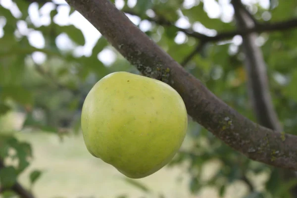 Zielone jabłko na gałęzi drzewa, tło, tapeta — Zdjęcie stockowe