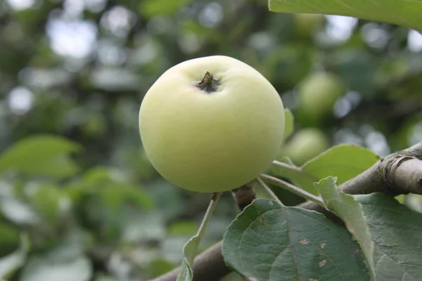 Zielone jabłko na gałęzi drzewa, tło, tapeta — Zdjęcie stockowe