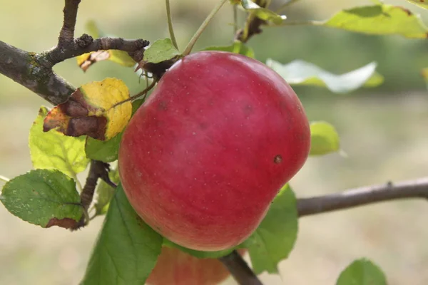Czerwone, dojrzałe jabłko na gałęzi drzewa, tło, tapeta — Zdjęcie stockowe