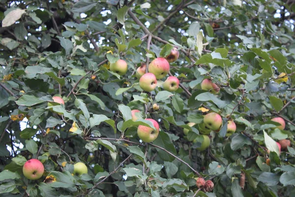Äpfel auf einem Ast, Hintergrund, Tapete. — Stockfoto