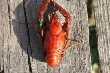 Kaynatılmış kanser yakın plan, arka plan, duvar kağıdı.