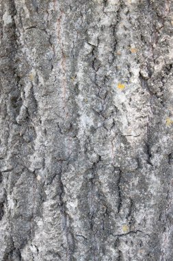 doğal ağaç kabuğu doku