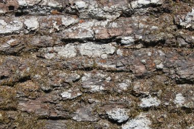 doğal ağaç kabuğu doku