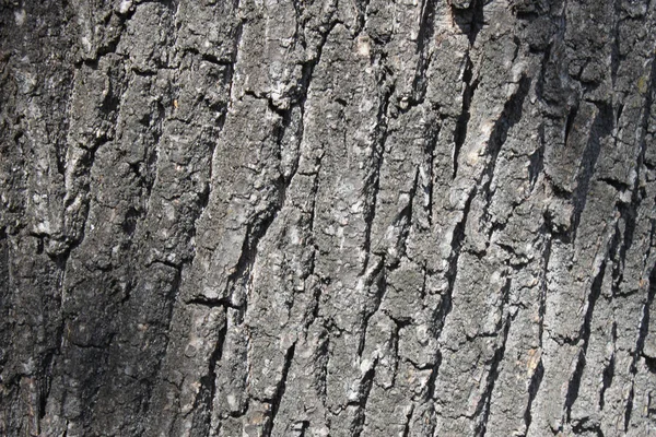 Текстура коры натурального дерева — стоковое фото