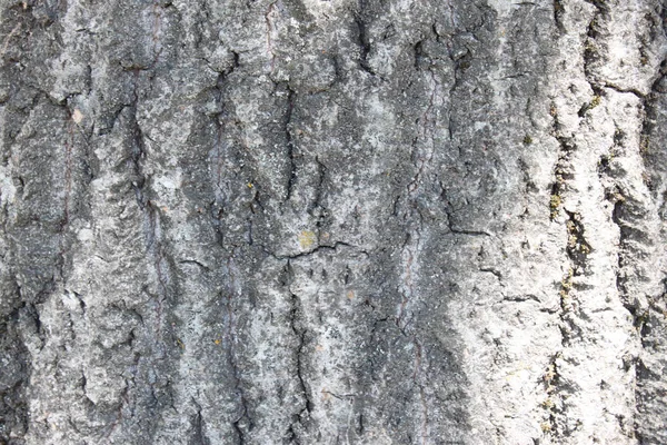 Texture naturelle d'écorce d'arbre — Photo