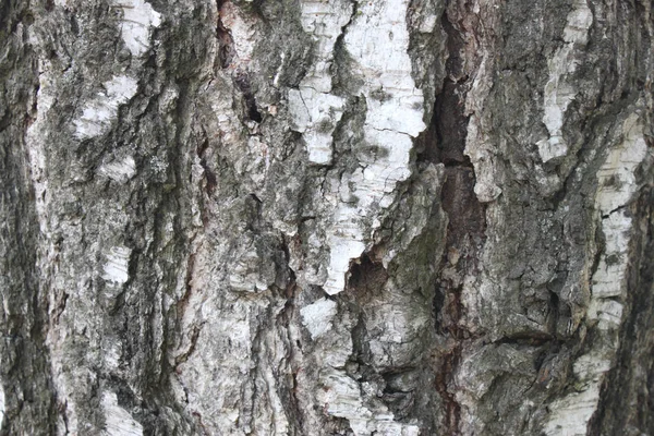 Текстура коры натурального дерева — стоковое фото
