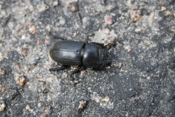 Schwarzer Käfer auf Asphalt-Hintergrund Nahaufnahme von oben. — Stockfoto