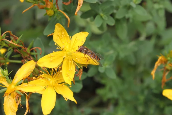Brown insect or fly on a yellow flower close-up. — Stock Photo, Image