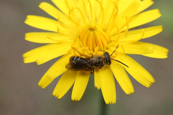 Una abeja recoge el néctar en un primer plano de flor de diente de león amarillo . — Foto de Stock