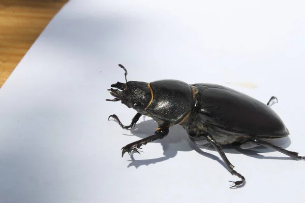 Escarabajo negro sobre fondo blanco de cerca — Foto de Stock