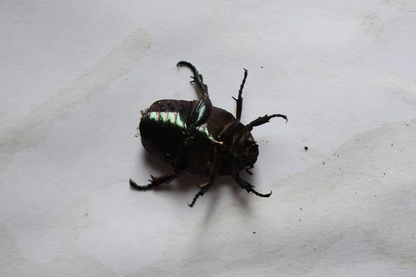 Coléoptère noir inversé à l'envers sur fond blanc — Photo