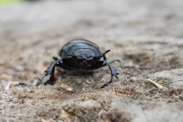 Escarabajo negro sobre fondo gris vista frontal de cerca — Foto de Stock