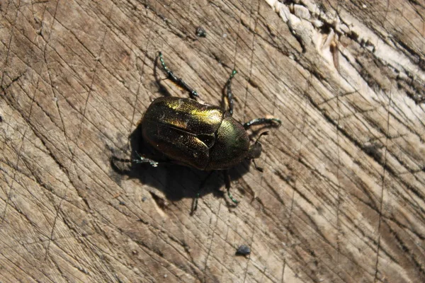 Groene kever op een bruine achtergrond — Stockfoto