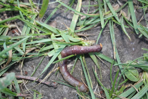Земляной червь на фоне земли и травы — стоковое фото