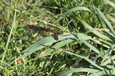 Çimenlerin üzerinde katlanmış kanatları olan kelebek..