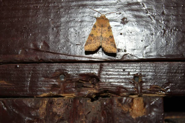 Золотистая мотыльковая бабочка . — стоковое фото
