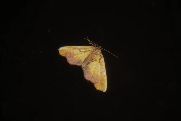 Motýlí zeměměřič na detailní záběr skla — Stock fotografie