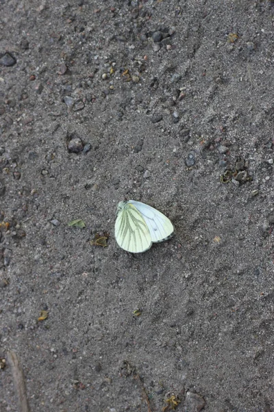 Witte vlinder kool vlinder liggend op de grond close-up. — Stockfoto