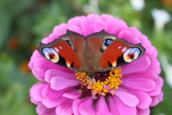 Butterfly peacock eye on zinnia flower close-up. — Stock Photo, Image