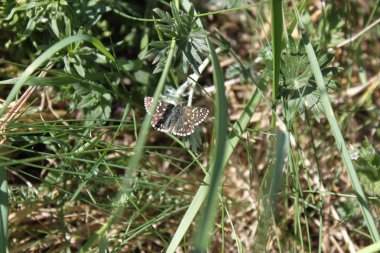 White-spotted Pyrgus butterfly sitting on green grass close-up.