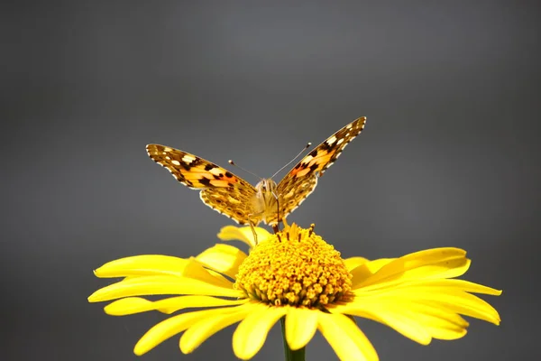 Бабочка лопух сидит на желтый цветок ромашки крупным планом . — стоковое фото