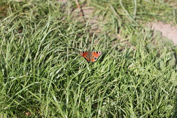 Павлин глаз бабочки сидит на зеленой траве крупным планом . — стоковое фото