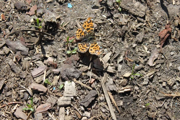 Nahaufnahme eines Schmetterlings, der auf einem Waldgrundstück sitzt. — Stockfoto