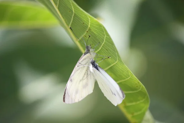 Две бабочки капусты сидят со сложенными крыльями на — стоковое фото